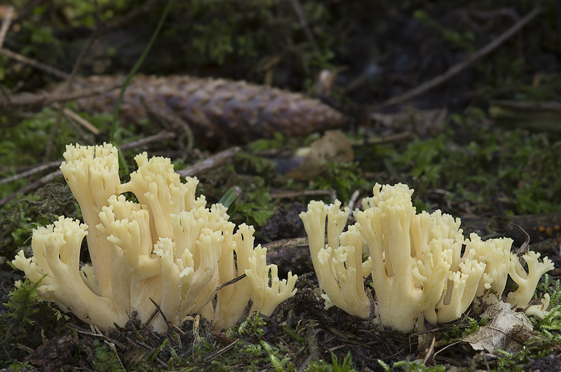 Ramaria subtilis